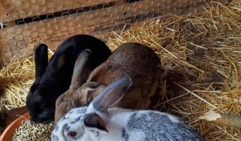 4775 S 50th Rd, Aldrich, MO 65601