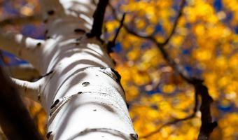 1 The Ranch At Angel Fire, Angel Fire, NM 87710
