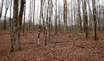 County Route 16, Angelica, NY 14709