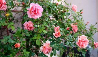 927 CAMINO VISTA RIO, Bernalillo, NM 87004