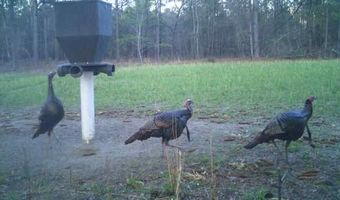 7901 Ashleigh Rd, Blackville, SC 29817