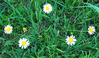 4775 S 50th Rd, Aldrich, MO 65601