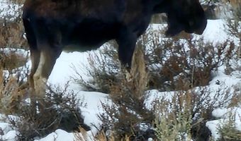 1981 Blizzard Mt Rd, Arco, ID 83213