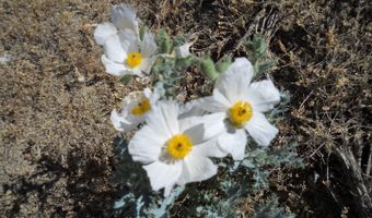 8210 Ml Crk Rd, Battle Mountain, NV 89820