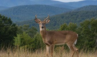 88 Cherry Ln, Arbovale, WV 24915