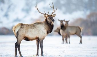 93 Copperleaf Dr, Cody, WY 82414