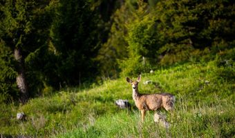 Trout Pond Lane lot 7, Big Sky, MT 59716