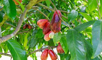 15-1499 22ND Ave, Keaau, HI 96749