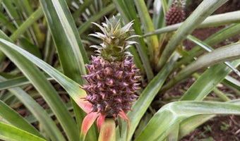 44-2806 KALANIAI Rd, Honokaa, HI 96727