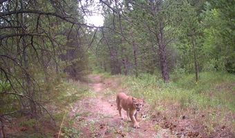 County Road 59, Allenspark, CO 80510