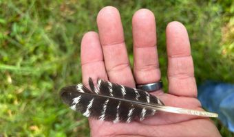 6150 SHOAL CREEK Rd 124+/- Acres, Ashville, AL 35953