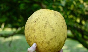 29-509 CHIN CHUCK Rd, Hakalau, HI 96710