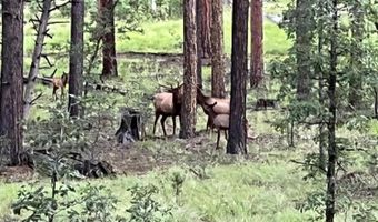 56 Co Rd 2266, Alpine, AZ 85920