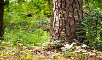 Cypress Pointe Drive lot 17, Brooksville, MS 39739