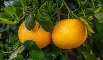 2740 Los Alisos Dr, Fallbrook, CA 92028