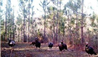 259 Forest Lake Rd, Beaumont, MS 39423