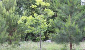 4540 Faceville Hwy, Bainbridge, GA 39819