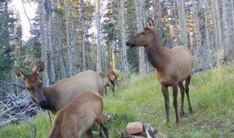 Lot 1267 STARLIGHT OVERLOOK, Angel Fire, NM 87710