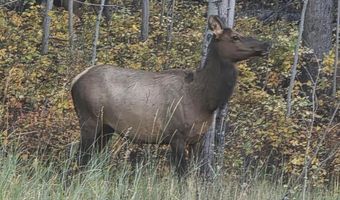 UPPER PICNIC RIDGE Road, Bondurant, WY 82922