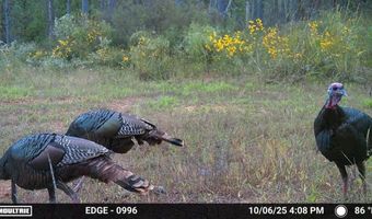 Hwy 9, Bruce, MS 38915