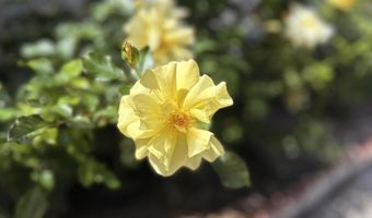 3890 Vista Campana S 78, Oceanside, CA 92057