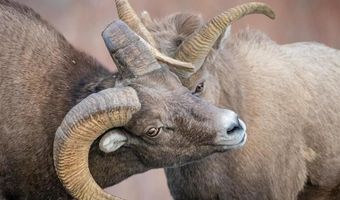 93 Copperleaf Dr, Cody, WY 82414