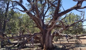 444 445 S Arizona Rd, Ash Fork, AZ 86320