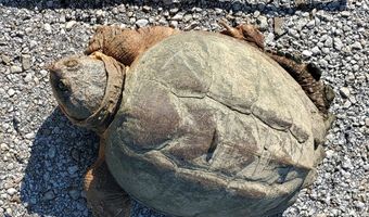 4775 S 50th Rd, Aldrich, MO 65601