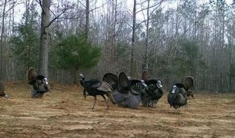 Pleasant Hill Road, Ashland, MS 38603