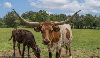 183 CR 4309, De Kalb, TX 75559
