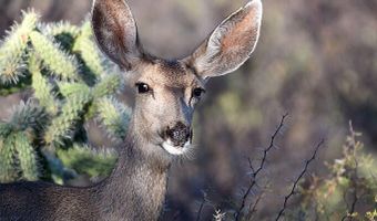 8619 E SILVER SADDLE Dr, Carefree, AZ 85377