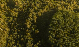 0 Co Rd 53, Abbeville, AL 36319