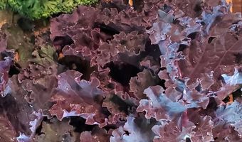 4775 S 50th Rd, Aldrich, MO 65601