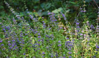 Van Horn 140 Rd, Alsea, OR 97324