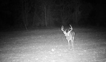 AL HWY 223, Banks, AL 36005