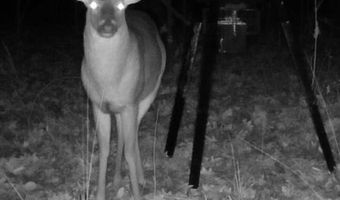 Williams Road, Bald Knob, AR 72010