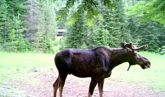 1728 Dry Creek Rd, Clark Fork, ID 83811