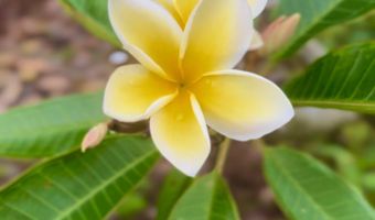 89-843 POHULAI Rd, Captain Cook, HI 96704