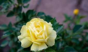 927 CAMINO VISTA RIO, Bernalillo, NM 87004