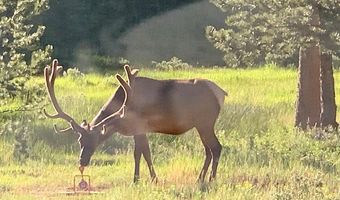TBD County Road 59, Allenspark, CO 80510
