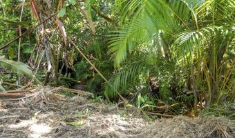 62 HOOLAWA Rd B, Haiku, HI 96708