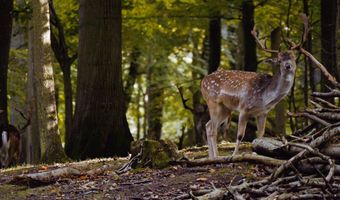 Horseshoe Road, Abbeville, SC 29620