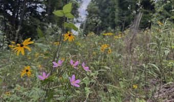 TBD Paint Fork Rd, Barnardsville, NC 28709