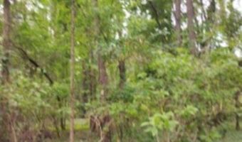 Double Pond Road, Blackville, SC 29817
