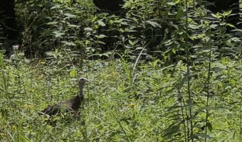 TBD Paint Fork Rd, Barnardsville, NC 28709