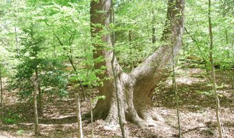 Parcel 45 BRYAN POINT Road, Accokeek, MD 20607