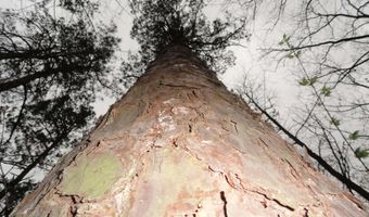 Long Branch Lane, Bee Branch, AR 72013