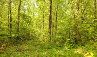 Beech Bluff Road, Beech Bluff, TN 38313