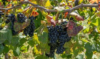 9175 BATESVILLE Rd, Afton, VA 22902