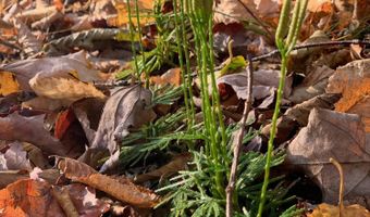 L21.1 Alder Pond Road, Andes, NY 13740